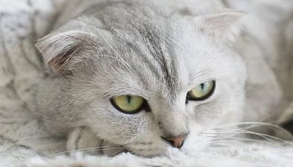 切尔西主力伤号已康复，球队状态回勇